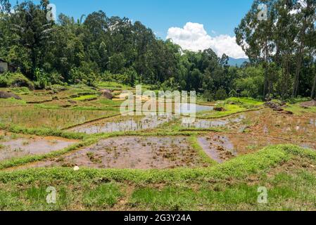 Landschaft mit terrassierten Reisfeldern in Tana Toraja auf Sulawesi Stockfoto