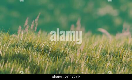 8K grünes Gras Feld auf Hügeln Hintergrund Stockfoto