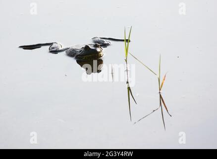 Stierfrosch hängt in glasig reflektierendem Teichwasser Stockfoto