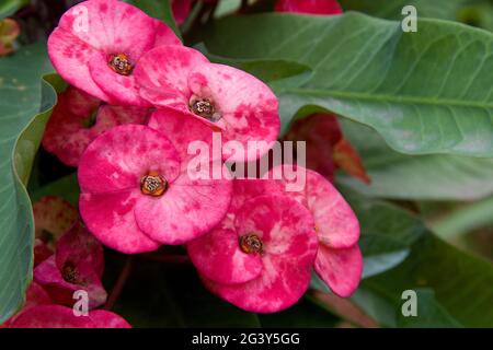 Ein Haufen reicher, rosa gefärbter Blumen Stockfoto