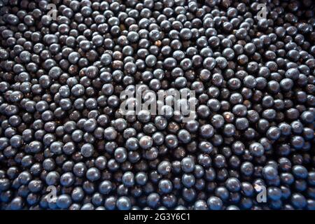 Nahaufnahme von frischen acai-Beere Früchte im amazonas-Regenwald, Brasilien. Selektiver Fokus. Lebensmittel, Ökologie, Umwelt, Vitamin, gesund, Biodiversität. Stockfoto