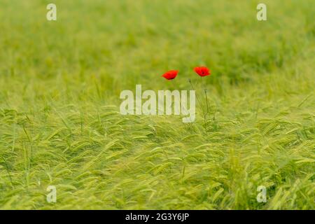 Mohnblumen im Weizenfeld, Bayern, Deutschland, Europa Stockfoto