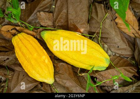 Nahaufnahme von frischen Kakaofrüchten zur Herstellung von Schokolade bei der Ernte im Amazonas-Regenwald. Lebensmittel, Ökologie, Umwelt, Biodiversität, Landwirtschaft. Stockfoto