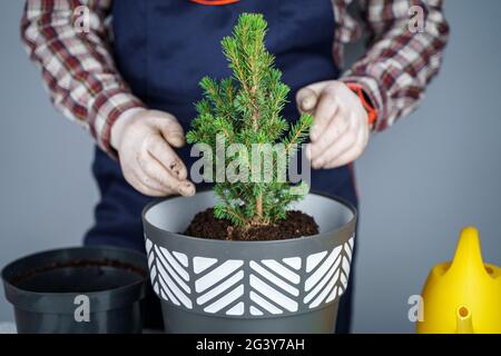 Hände eines männlichen Gärtners transplantieren kleine Tannenbäume in einen neuen Topf im Studio auf grauem Hintergrund. Gartenarbeit und Pflege von heimischen Pflanzen Stockfoto