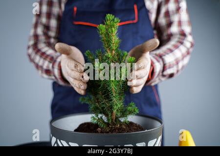 Verpflanzung von Zimmerpflanzen. Gartenarbeit im Haus. Pflanzenpflege. Der Mensch transplantiert Fichtenpflanzen vom alten in den neuen Topf. Zugeschnittene Ansicht von Stockfoto