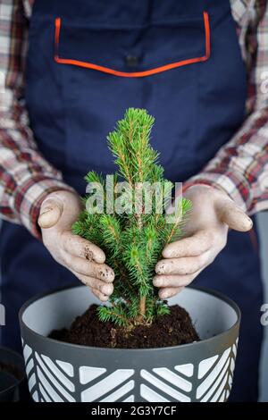 Hände Nahaufnahme des männlichen Gärtners in Uniform und Handschuhe transplantieren Hauspflanze der Gattung der Nadelbäume immergrüne Bäume in neue po Stockfoto