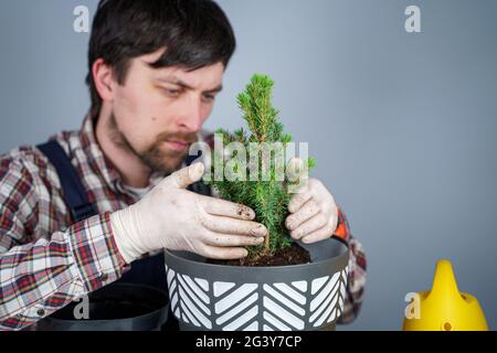 Hände Nahaufnahme des männlichen Gärtners in Uniform und Handschuhe transplantieren Hauspflanze der Gattung der Nadelbäume immergrüne Bäume in neue po Stockfoto