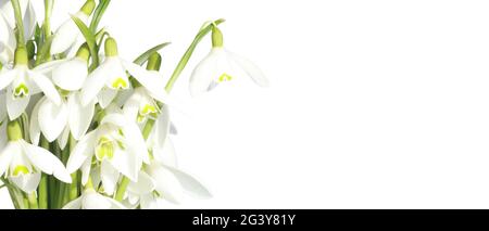 Viele Schneeglöckchen in den ersten Frühlingstagen Stockfoto