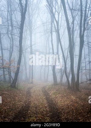 Nebelwald mit Pfad im Winter Stockfoto