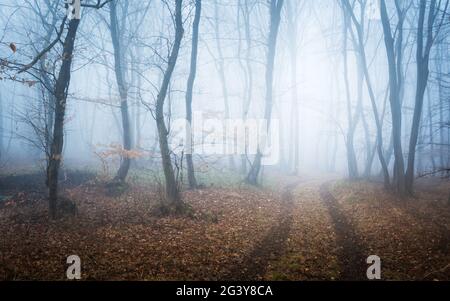 Nebelwald mit Pfad im Winter Stockfoto