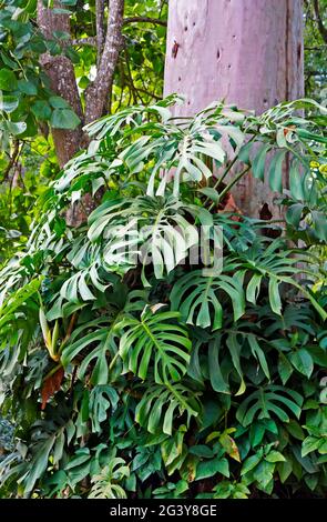 Blätter der Schweizer Käsepflanze (Monstera deliciosa) Stockfoto