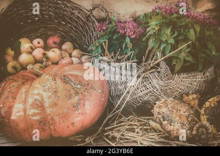 Kürbis, Sonnenblumen und Körbe gefüllt mit Äpfeln und Pflanzen im Herbst Stockfoto