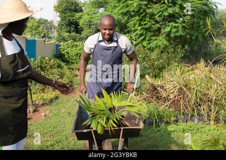 Ein afrikanischer Landwirt, der landwirtschaftliche Erzeugnisse mit einer Schubkarre trägt Stockfoto