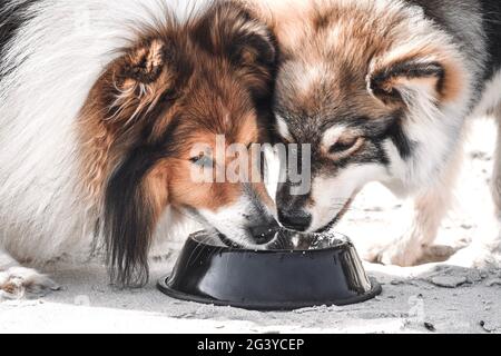 Porträt eines finnischen Lapphundhundes und eines Sheltie- oder Shetland-Schäferhundes, der Wasser aus derselben Schüssel trinkt Stockfoto