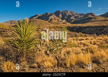 Yuccas, cholla Cactus, Chinati Mountains, Future State Park, Blick von der Pinto Canyon Road, Big Bend Country, Texas, USA Stockfoto