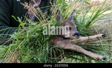 Magdeburg, Deutschland. Juni 2021. Wilko Florstedt vom Wildtierretter Sachsen-Anhalt trägt ein Rehkitz von einem Feld. Sie wurde zuvor mit einer Drohne verfolgt, die mit einer Wärmebildkamera ausgestattet war. Auf diese Weise werden die Rehkitze vor dem Tod durch den Mäher großer Landmaschinen geschützt. Nach eigenen Angaben hat der Verein Wildtierretter Sachsen-Anhalt in diesem Jahr bereits 200 Rehkitze vor einem qualvollen Tod gerettet. Quelle: Stephan Schulz/dpa-Zentralbild/ZB/dpa/Alamy Live News Stockfoto