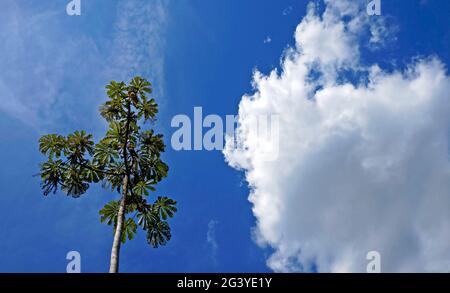 Cecropia Baum und blauer Himmel Stockfoto