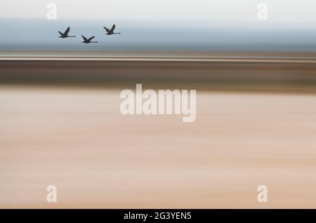 Silhouette Swans Flying - ICM-Hintergrund, zusammengesetztes Bild Stockfoto