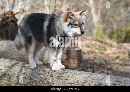 Porträt eines jungen finnischen Lapphundhundes, der auf einem umgestürzten Baum im Wald steht Stockfoto