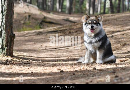 Porträt eines jungen finnischen Lapphundhundes, der im Wald oder im Wald sitzt Stockfoto
