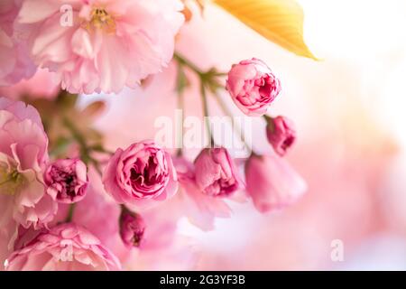 Frühling: Blühender Baum mit rosa Blüten, Schönheit Stockfoto