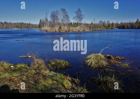 Pfrunger Ried, Moor in Oberschwaben bei Wilhelmsdorf, Süddeutschland, Stockfoto