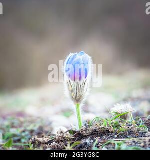 Paspelblüte im Frühling Stockfoto