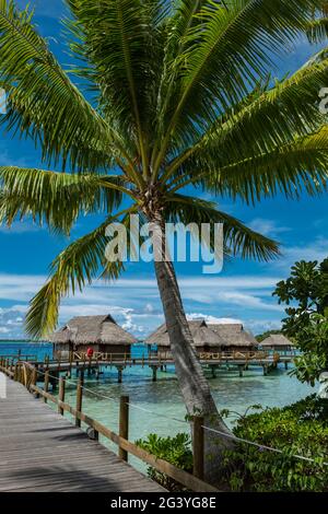 Bungalows mit Kokospalmen und Überwasser im Sofitel Bora Bora Private Island Resort, Bora Bora, Leeward Islands, Französisch-Polynesien, Südpazifik Stockfoto