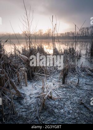 Reif auf Schilf am See Stockfoto