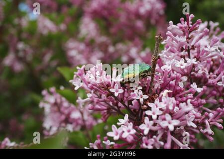 Grüner Rosenkopfer sammelt Pollen von der Syringa Vulgaris während des Frühlings im Garten. Cetonia aurata sammelt Nektar aus Pink Common Lilac. Stockfoto