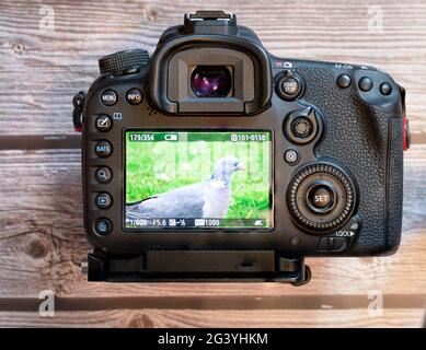 Rückansicht einer dslr-Kamera mit einem Bild auf dem lcd-Bildschirm Stockfoto