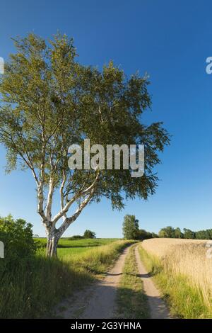 Birke auf dem Feldweg, Warthe, Lieper Winkel, Usedom, Ostsee, Mecklenburg-Vorpommern, Deutschland Stockfoto