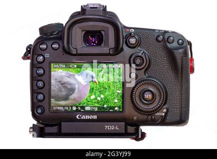 Rückansicht einer Canon dslr mit Bild auf dem lc-Display Stockfoto