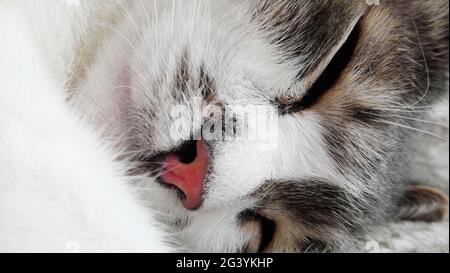 Schnauze einer schlafenden Katze aus der Nähe. Eine edle grau-weiße Katze sonnt sich in einem süßen Traum. Stockfoto