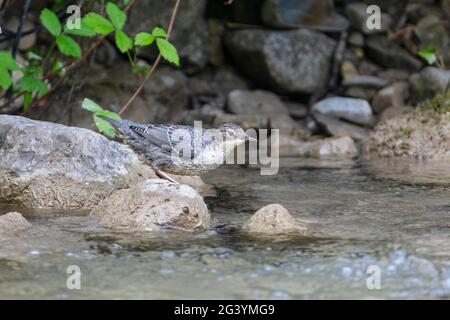 Dipper (Cinclus cinclus) in Jenbach bei Bad Feilnbach, Bayern, Deutschland Stockfoto