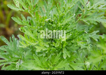 Wermut vor Hintergrund. Blätter aus Wermut, die wie Heilpflanzen verwendet werden. Stockfoto