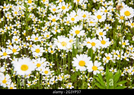 Kamille blüht im Sommer auf einer Wiese. Schöner Hintergrund mit Chamomiles Stockfoto