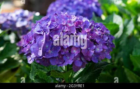 Die Blüten der indonesischen Hortensia Serrata sind wunderschön violettblau Stockfoto