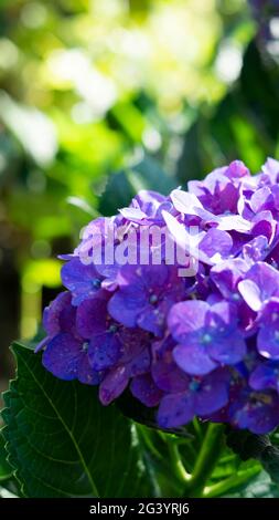 Die Blüten der indonesischen Hortensia Serrata sind wunderschön violettblau Stockfoto
