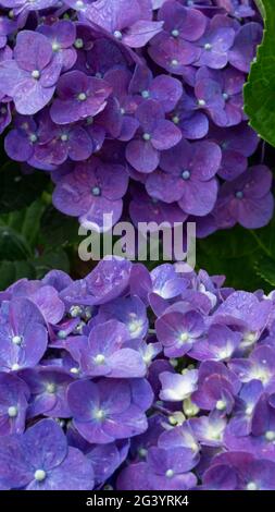 Die Blüten der indonesischen Hortensia Serrata sind wunderschön violettblau Stockfoto