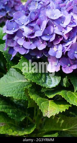 Die Blüten der indonesischen Hortensia Serrata sind wunderschön violettblau Stockfoto