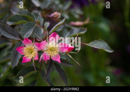 Rosa Glauca Blüht. Stockfoto