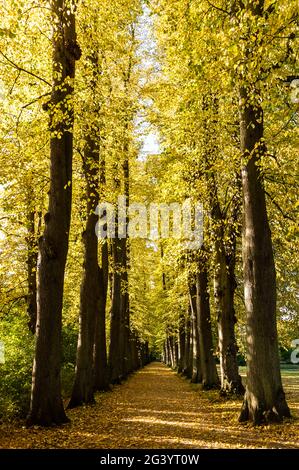Herbstliche Lindenallee auf dem Schlossgelände von Eutin, Naturpark Holstein Schweiz, Ostholstein, Schleswig-Holstein, Deutschland Stockfoto