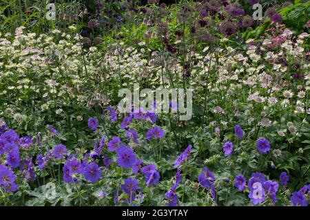 Weiße Astratia und purpurrote winterharte Geranien in einem Garten in Yorkshire, England. Stockfoto