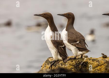 Zwei Guillemots im Seitenprofil, beide mit Blick auf die Inseln der Seefarne northumbria uk Stockfoto