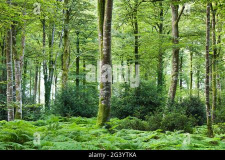 Buchenwald Foret de Cerisy zwischen dem Departement Calvados und Manche, Normandie, Frankreich Stockfoto