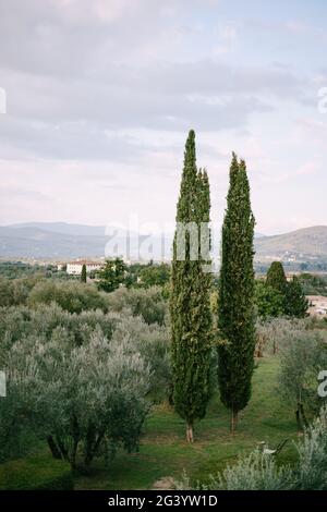 Klassische Aussicht auf die Toskana in Italien. Grüne Olivenhaine am Horizont, Zypressen und antike Villen auf den Hügeln in den Sonnen Stockfoto