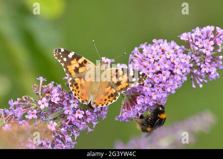 Gemalte Dame Schmetterling und eine Buff-tailed Bumblebee auf Buddleia Blumen. Hertfordshire, England, Großbritannien. Stockfoto