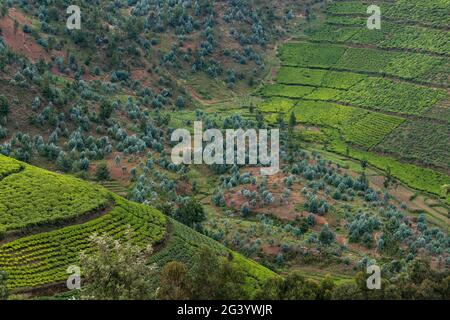 Blick über die Teeplantage am Hang, in der Nähe von Mudasomwa, Südprovinz, Ruanda, Afrika Stockfoto