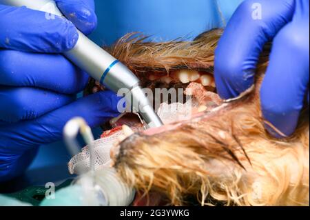 Veterinärzahnmedizin. Zahnarzt Chirurg Tierarzt behandelt und entfernt Zahnstein aus den Zähnen eines Hundes unter Narkose auf dem Ope Stockfoto